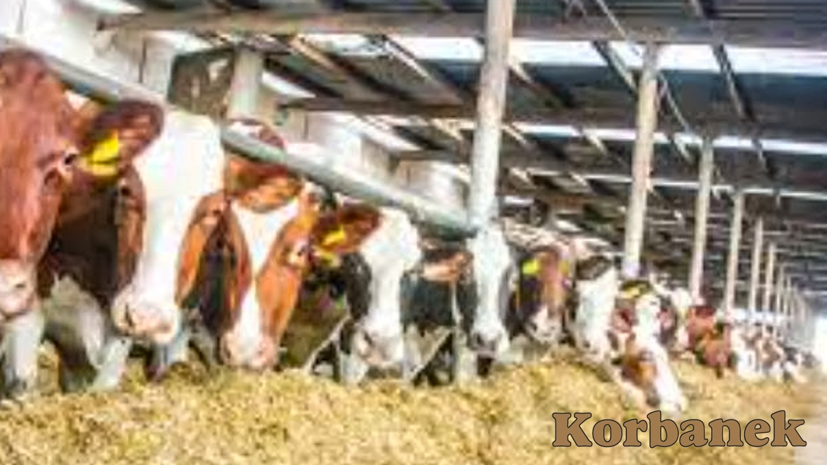 Przyfitowane świezej paszy dla bydła to ważny element tworzący wysoką jakośc mleka