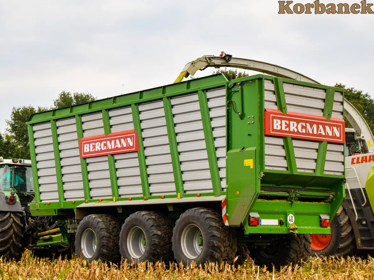 Bergmann