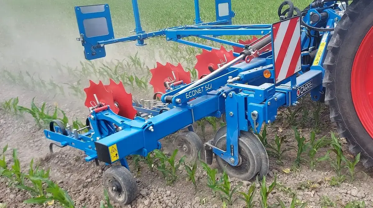 Pielnik z kamerą podczas pielenia kukurydzy Pielnik podczas pielenia kukurydzy