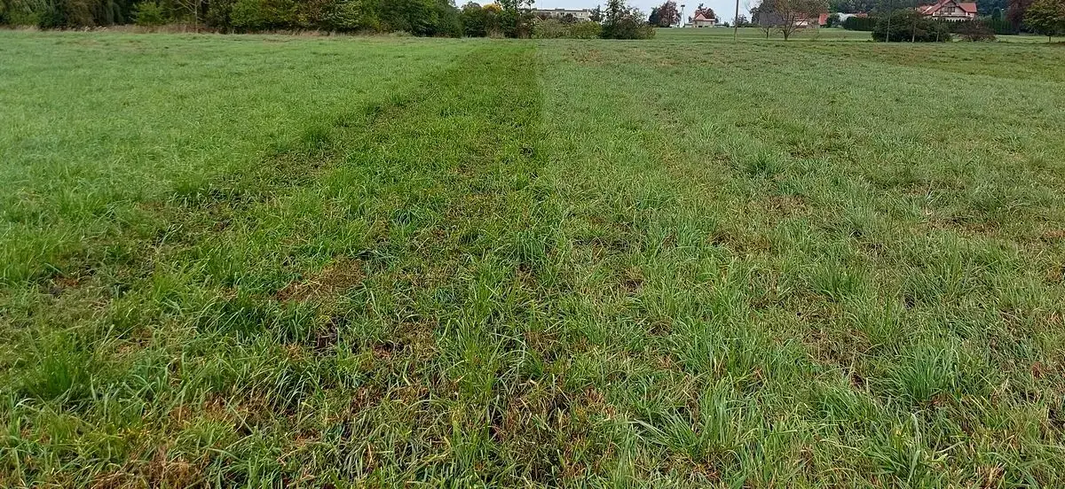 Łąka po przejeździe wertykulatorem