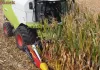 Przystawka Zigler na polu kukurydzy pracujaca z kombajnem Claas Tucano