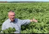 Czy pielnik Carre zastosowany do odchwaszczania pola słoneczników pomógł w ich uprawie? Sprawdzamy rezultaty zastosowania pielnika Carre na 2 różnych polach słoneczników