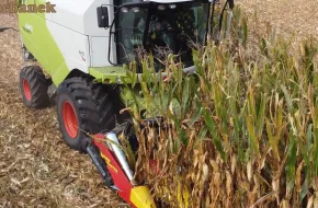 Przystawka Zigler na polu kukurydzy pracujaca z kombajnem Claas Tucano
