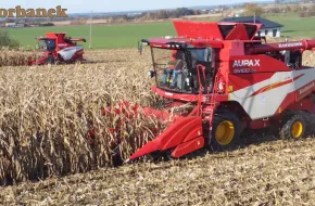 CHIŃSKIE KOMBAJNY AUPAX FIRMA KORBANEK TESTUJE OBECNIE W KOSZENIU KUKURYDZY. JAK DAJĄ SOBIE RADĘ? POKAZY POLOWE KOMBAJNAMI AUPAX NADAL TRWAJĄ. JAK SPISUJĄ SIĘ CHIŃSKIE MASZYNY W POLSCE?