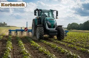 Ekologiczna uprawa słonecznika Mechaniczne odchwaszczanie słonecznika