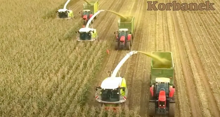Praca w polu - sieczkarnie Jaguar Claas współpracujące z przystawkami Kemper