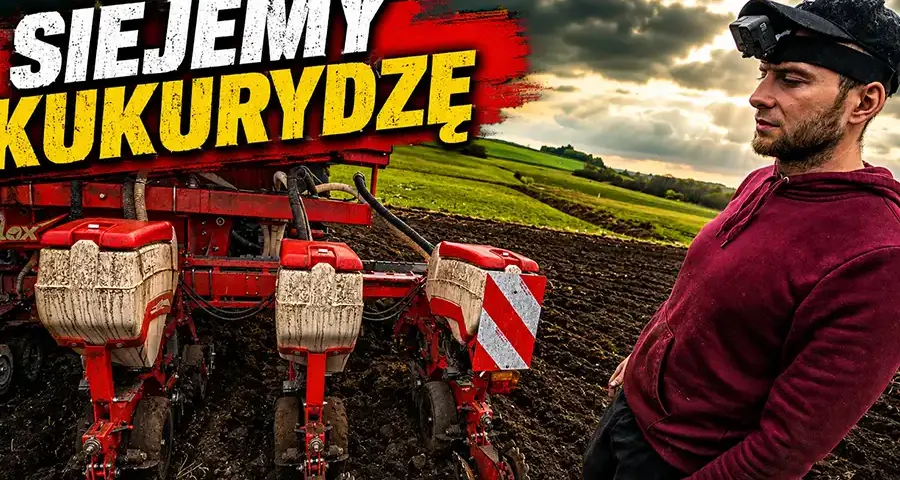 Siew kukurydzy u Bronczka