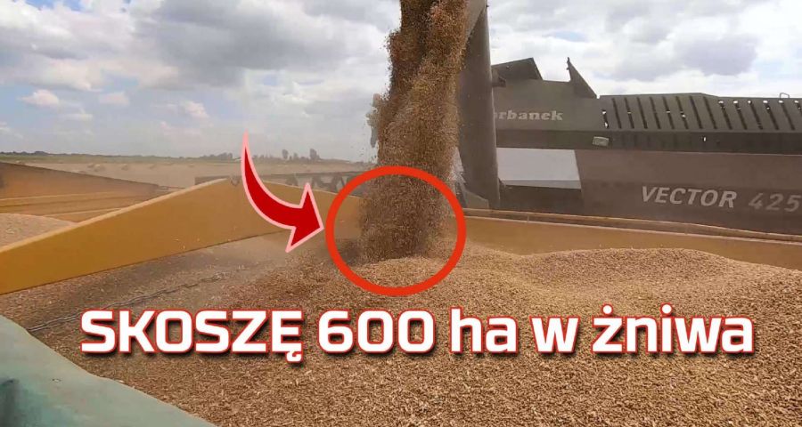 Tapeta skoszonego pola i wyładunek zboża na przyczepę kombajnem Rostselmash Vector w czasie żniw 2019 www.Korbanek.pl