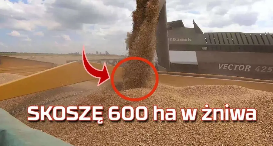 Tapeta skoszonego pola i wyładunek zboża na przyczepę kombajnem Rostselmash Vector w czasie żniw 2019 www.Korbanek.pl