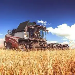 Kombajn Rostselmash RSM 161 zbiór pszenicy na korbanek.pl