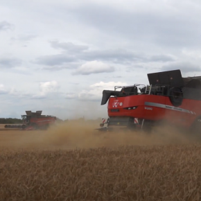 Dwa Massey Ferguson Delta na polu