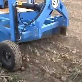 Ścinacz szczypioru Krukowiak w pracy na polu