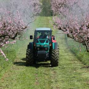 Kabinowy, przestronny i komfortowy traktor specjalistyczny arbos 4000 q w sadzie