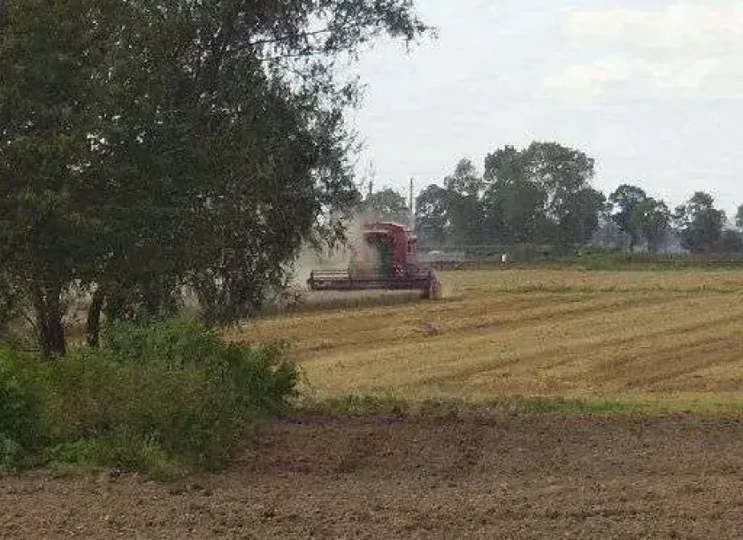 Kombajn zbożowy podczas żniw marki CASE 527