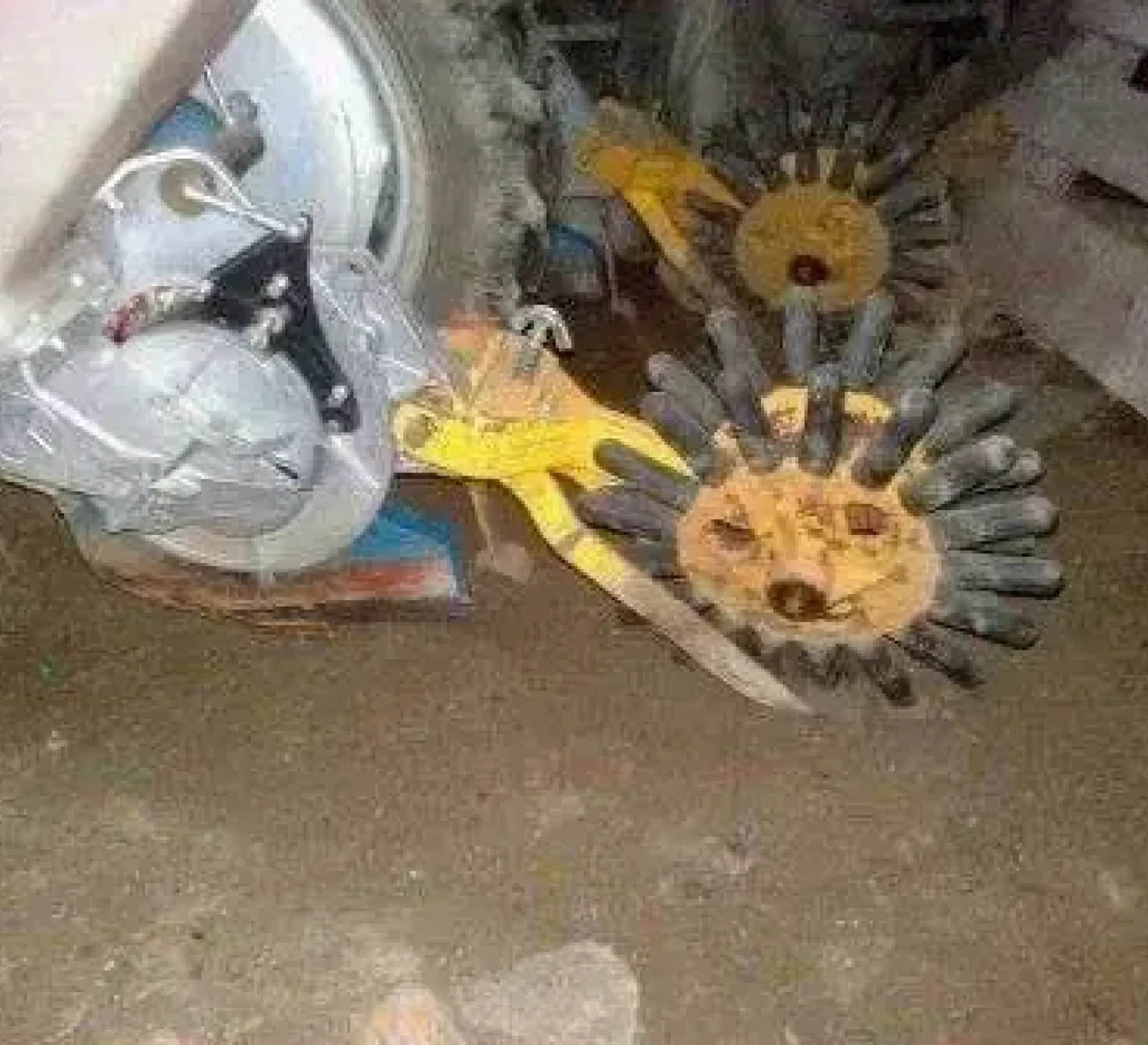 Używany siewnik do kukurydzy KLEINE sprzedam