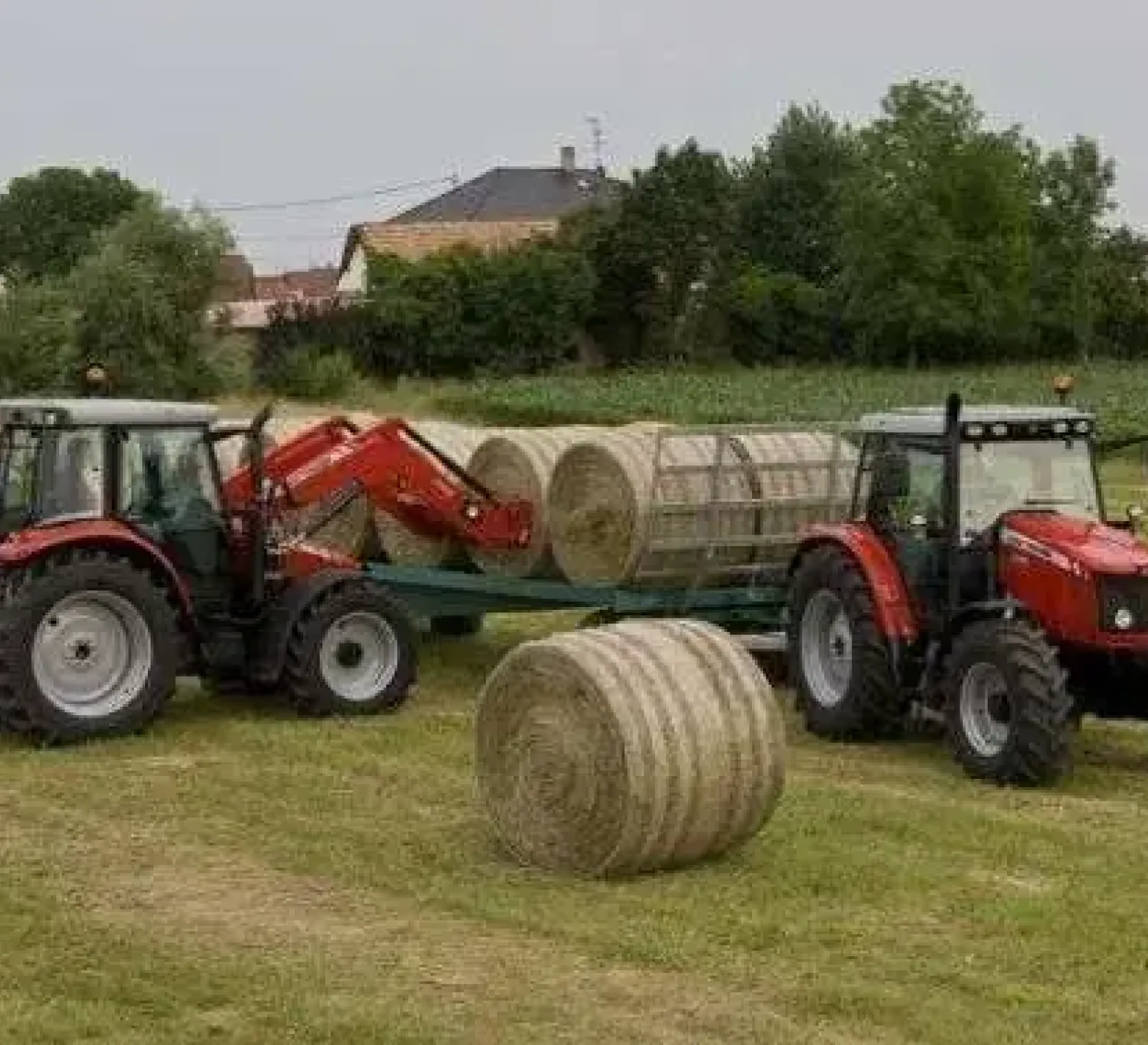 Ciągnik rolniczy Massey Ferguson 5455 112 KM w pracy na polu baloty siana korbanek