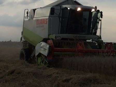 Używany Kombajn Claas Lexion podczas koszenia widok z przodu
