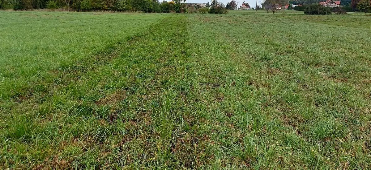 Łąka po przejeździe wertykulatorem