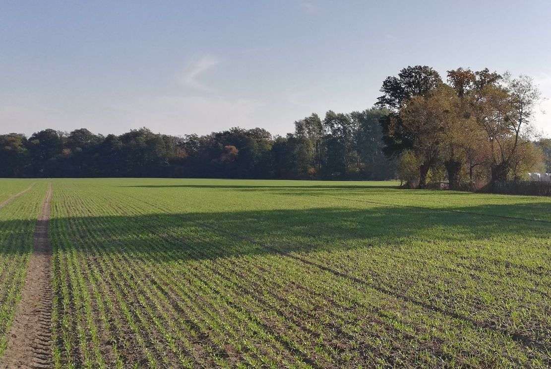 Wschody jęczmienia 3 tygodnie po wykonaniu siewów siewnikiem ARBOS ELEKTRO 6m