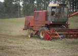 podczas pracy w polu używany kombajn zbożowy Bizon Z 056 1986 r czerwony z kabiną z rozłożoną rurą wyładunkową