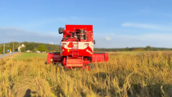 koszenie słonecznika 