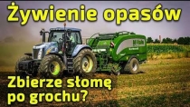 Embedded thumbnail for Czy słomę po GROCHU można BELOWAĆ i stosować w żywieniu bydła ? Rolnik sprawdził praso-owijarkę