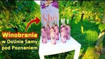 Embedded thumbnail for Uprawa winorośli w Dolinie Samy pod Poznaniem Winobranie 2021 Czy to będzie dobry rocznik?