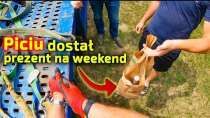 Embedded thumbnail for Piciu będzie miał ładny weekend po prezencie od rolnika Co dostał?