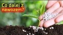 Embedded thumbnail for Co dalej z nawozem Co z nim powinniśmy zrobić gdy go już mamy?