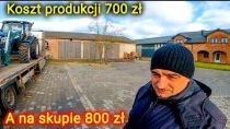 Embedded thumbnail for Koszt produkcji 600-700zł A na skupie 800 PLN