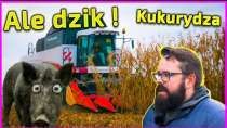 Embedded thumbnail for Ale dzik ! Buszujący w kukurydzy 2020 !