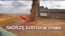 Embedded thumbnail for Skoszę 600 Ha w tym roku Rostselmash Vector w żniwa 2019 [opinia] nowy nabytek
