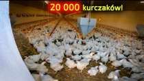 Embedded thumbnail for Ten rolnik ma 20 000 kurczaków dużo kurzego obornika Jaki nowy nabytek ułatwi Jemu życie?Ten rolnik ma 20 000 kurczaków dużo kurzego obornika Jaki nowy nabytek ułatwi Jemu życie?