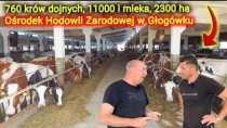 Embedded thumbnail for Liderzy w hodowli w Polsce OHZ Głogówek  &amp;quot;krowę doi się pyskiem&amp;quot;