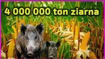 Embedded thumbnail for 4 000 000 ton ziarna kukurydzy w Polsce w 2020 roku 923 000 ton w 2000 roku