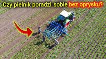 Embedded thumbnail for PIELNIK na polu buraków gdzie nie było w ogóle oprysków