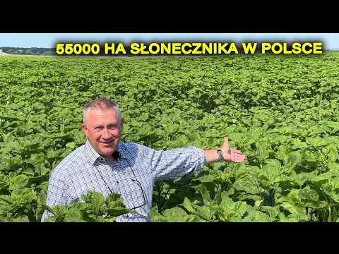 Embedded thumbnail for TO ZASKOCZYŁO WŁAŚCICIELA POLA - NIESAMOWITE REZULTATY PIELNIKA W SŁONECZNIKU