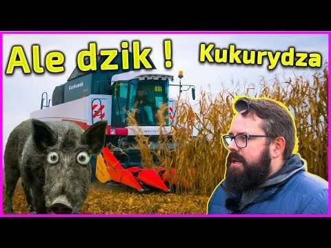 Embedded thumbnail for Ale dzik ! Buszujący w kukurydzy 2020 !