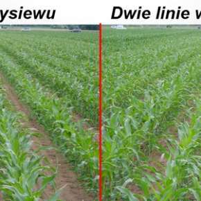Porównanie wysiewu kukurydzy