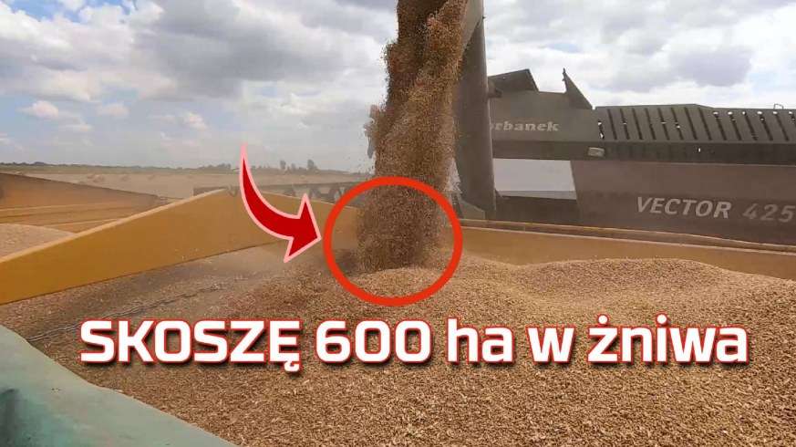 Tapeta skoszonego pola i wyładunek zboża na przyczepę kombajnem Rostselmash Vector w czasie żniw 2019 www.Korbanek.pl