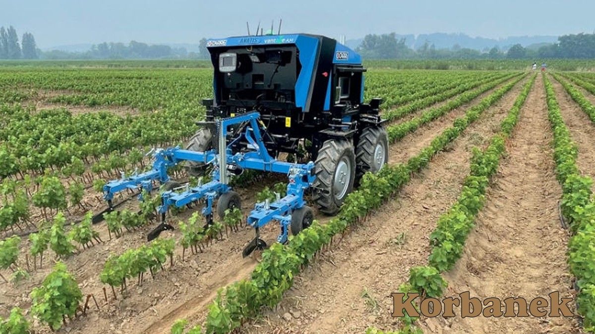 Robot pielący do uprawy warzyw Carre Anatis 