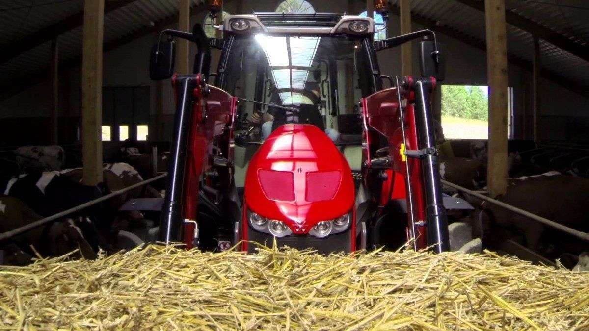 Ciągnik Rolniczy Massey Ferguson  w trakcie prac w oborze