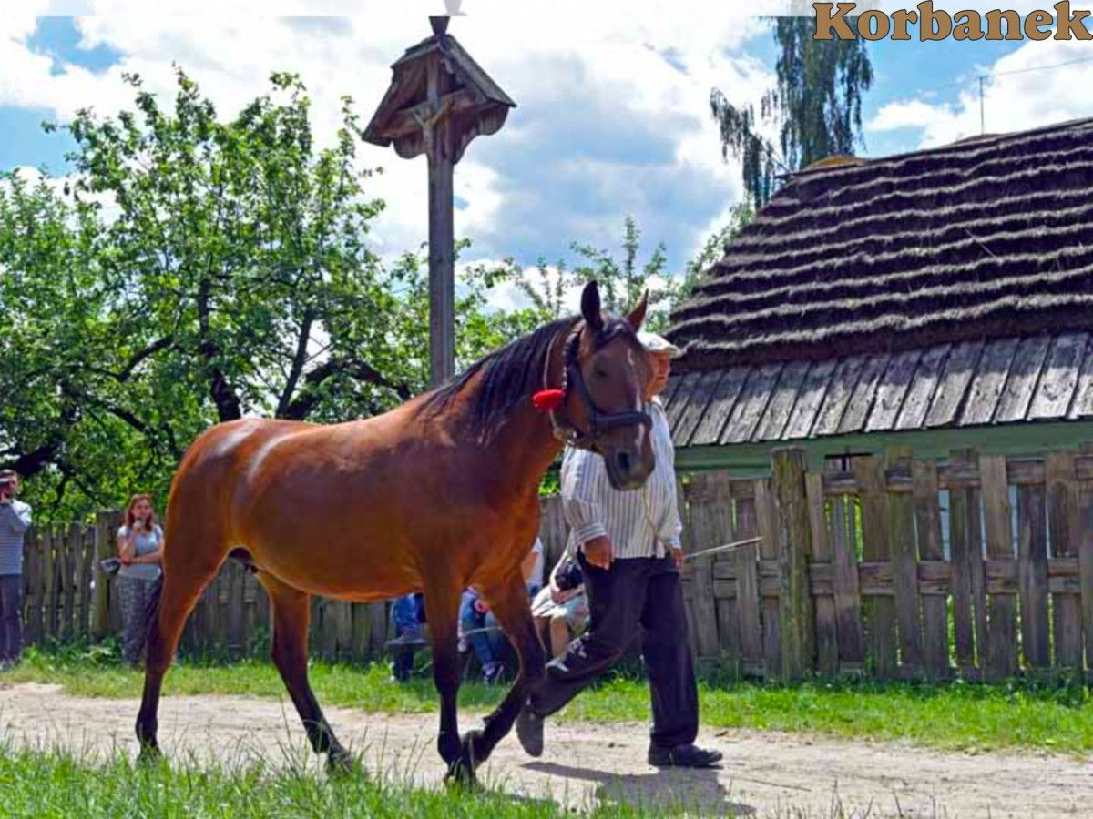 Koń pociągowy