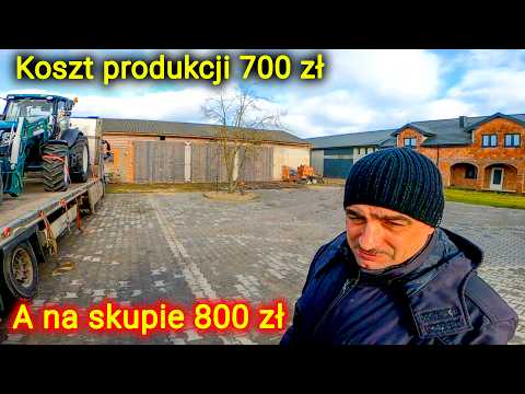 Embedded thumbnail for Koszt produkcji 600-700zł A na skupie 800 PLN