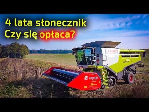 Embedded thumbnail for Kiedy słonecznik będzie najdroższy? Czy sprzedać od razu, czy zaczekać?