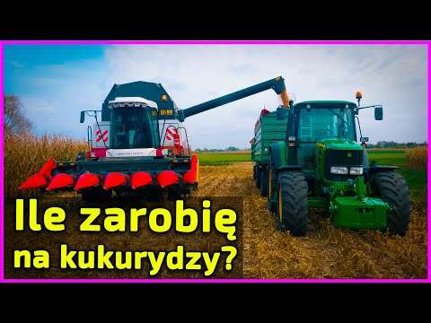 Embedded thumbnail for 85 000 ziaren na hektar kukurydzy Dało 12 ton 450 zł za tonę