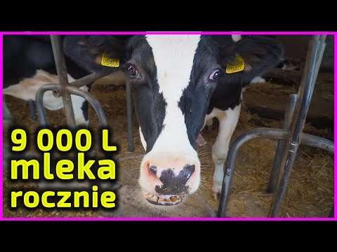 Embedded thumbnail for 90 krów, 9 000 l/szt./rok, 94 ha jeden wóz paszowy z mieszadłem poziomym Czy coś zmienić?