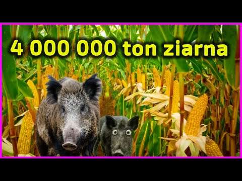 Embedded thumbnail for 4 000 000 ton ziarna kukurydzy w Polsce w 2020 roku 923 000 ton w 2000 roku