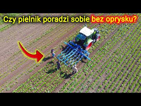 Embedded thumbnail for PIELNIK na polu buraków gdzie nie było w ogóle oprysków